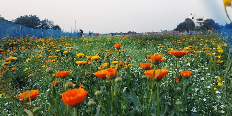 সবদি, নারায়ণগঞ্জ: এক সমৃদ্ধ জনপদের গল্প